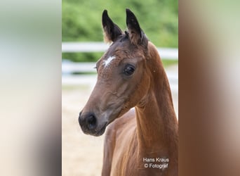 Austrian Warmblood, Stallion, 1 year, Brown