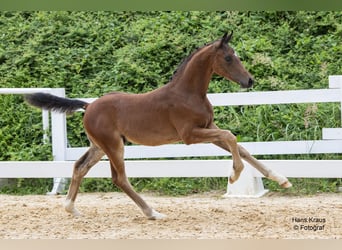 Austrian Warmblood, Stallion, 1 year, Brown