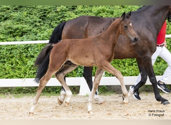 Austrian Warmblood, Stallion, 1 year, Brown