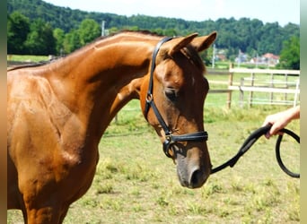 Austrian Warmblood, Stallion, 1 year, Chestnut