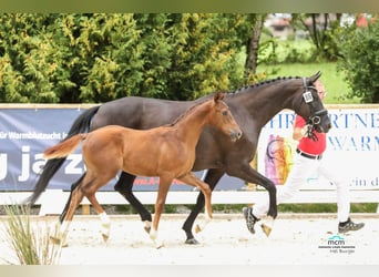 Austrian Warmblood, Stallion, 1 year, Chestnut-Red