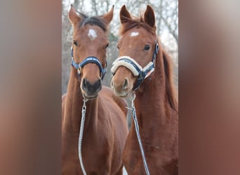 Austrian Warmblood, Stallion, 1 year, Chestnut-Red