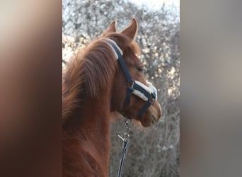 Austrian Warmblood, Stallion, 1 year, Chestnut-Red