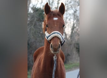 Austrian Warmblood, Stallion, 1 year, Chestnut-Red