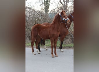 Austrian Warmblood, Stallion, 1 year, Chestnut-Red