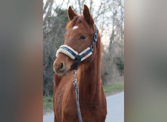 Austrian Warmblood, Stallion, 1 year, Chestnut-Red