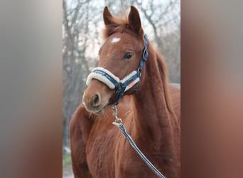 Austrian Warmblood, Stallion, 1 year, Chestnut-Red