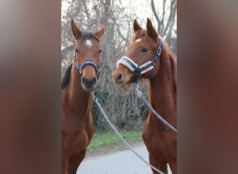 Austrian Warmblood, Stallion, 1 year, Chestnut-Red