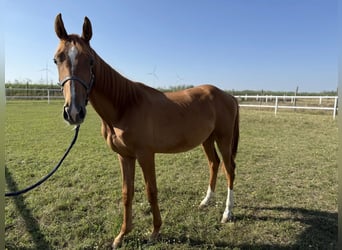 Austrian Warmblood, Stallion, 1 year, Chestnut-Red