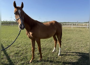 Austrian Warmblood, Stallion, 1 year, Chestnut-Red