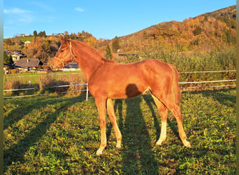 Austrian Warmblood, Stallion, 1 year, Chestnut-Red