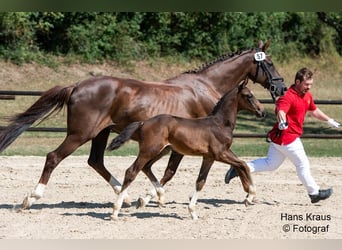 Austrian Warmblood, Stallion, 1 year