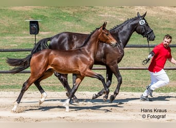 Austrian Warmblood, Stallion, 1 year