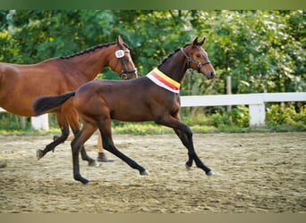 Austrian Warmblood, Stallion, 1 year