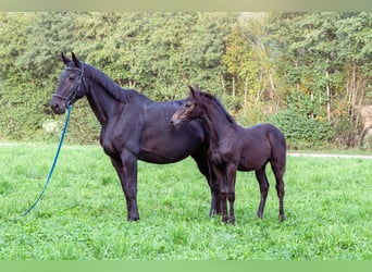 Austrian Warmblood, Stallion, 1 year