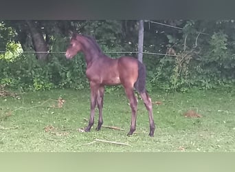 Austrian Warmblood, Stallion, 1 year