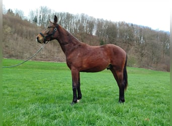 Austrian Warmblood, Stallion, 2 years, 15.2 hh, Bay-Dark