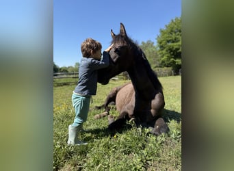 Austrian Warmblood, Stallion, 2 years, 15.2 hh, Can be white