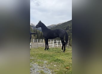 Austrian Warmblood, Stallion, 2 years, 16.1 hh, Black