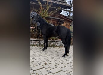 Austrian Warmblood, Stallion, 2 years, 16.1 hh, Black
