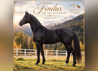 Austrian Warmblood, Stallion, 2 years, 16.1 hh, Black