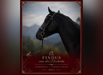 Austrian Warmblood, Stallion, 2 years, 16.1 hh, Black