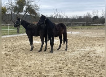 Austrian Warmblood, Stallion, 2 years, 16.2 hh, Black