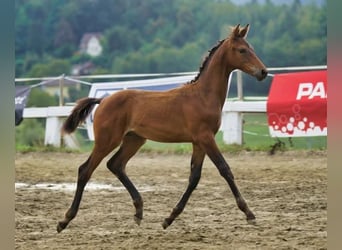 Austrian Warmblood, Stallion, 2 years, 16.2 hh, Brown