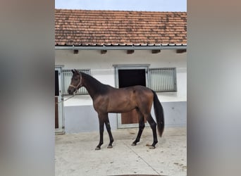 Austrian Warmblood, Stallion, 2 years, 16.2 hh, Smoky-Black
