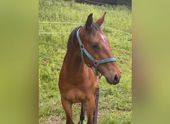 Austrian Warmblood, Stallion, 2 years, 16 hh, Brown