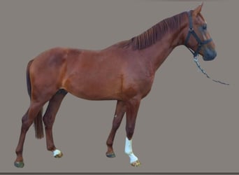 Austrian Warmblood, Stallion, 2 years, 16 hh, Chestnut-Red