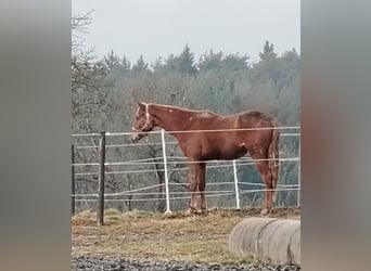 Austrian Warmblood, Stallion, 2 years, 16,3 hh, Chestnut