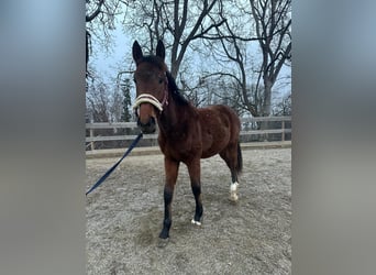 Austrian Warmblood, Stallion, 2 years, Brown