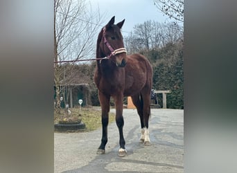 Austrian Warmblood, Stallion, 2 years, Brown