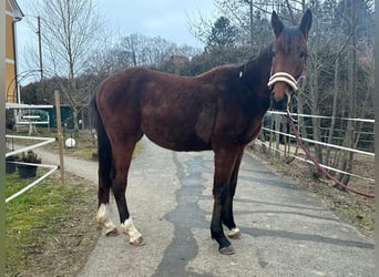 Austrian Warmblood, Stallion, 2 years, Brown