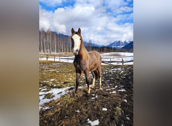 Austrian Warmblood, Stallion, 2 years, Can be white