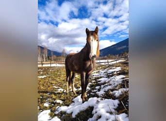 Austrian Warmblood, Stallion, 2 years, Can be white