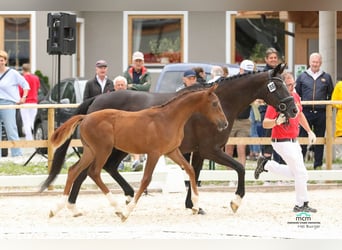 Austrian Warmblood, Stallion, 2 years, Chestnut-Red