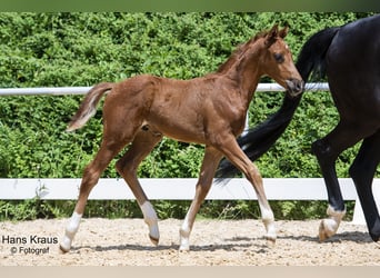 Austrian Warmblood, Stallion, 2 years, Chestnut-Red