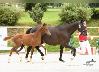 Austrian Warmblood, Stallion, 2 years, Chestnut-Red