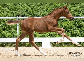 Austrian Warmblood, Stallion, 2 years, Chestnut-Red