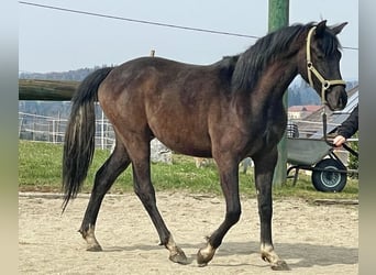 Austrian Warmblood, Stallion, 2 years, Grey