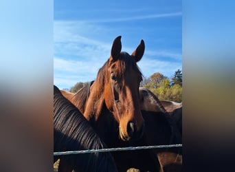 Austrian Warmblood, Stallion, 2 years