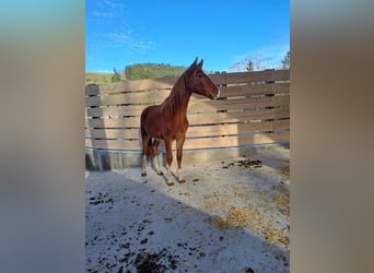 Austrian Warmblood, Stallion, 3 years, 15.2 hh, Chestnut-Red