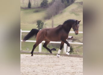 Austrian Warmblood, Stallion, 3 years, 16.1 hh, Brown