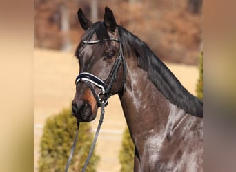 Austrian Warmblood, Stallion, 3 years, 16,2 hh