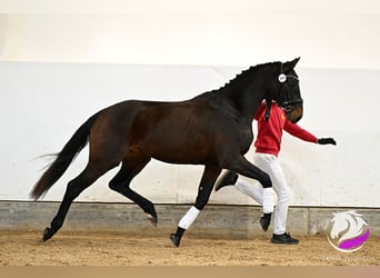 Austrian Warmblood, Stallion, 3 years, 16 hh, Brown