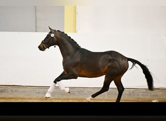 Austrian Warmblood, Stallion, 3 years, 16 hh