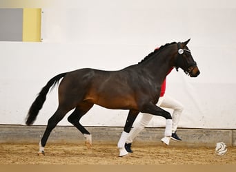 Austrian Warmblood, Stallion, 3 years, 16 hh