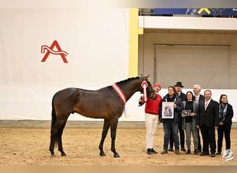 Austrian Warmblood, Stallion, 3 years, 17,1 hh, Bay-Dark